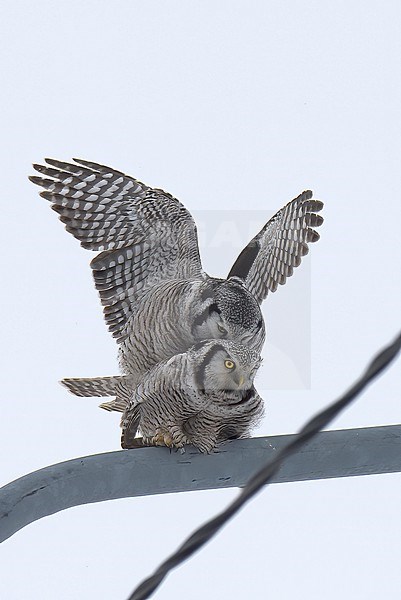 Hawk Owl (Surnia ulula) a pair copulating on a lamp-post in Lapland, Finland stock-image by Agami/Kari Eischer,