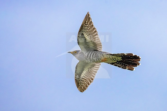 Common Cuckoo (Cuculus canorus) in Italy. stock-image by Agami/Daniele Occhiato,