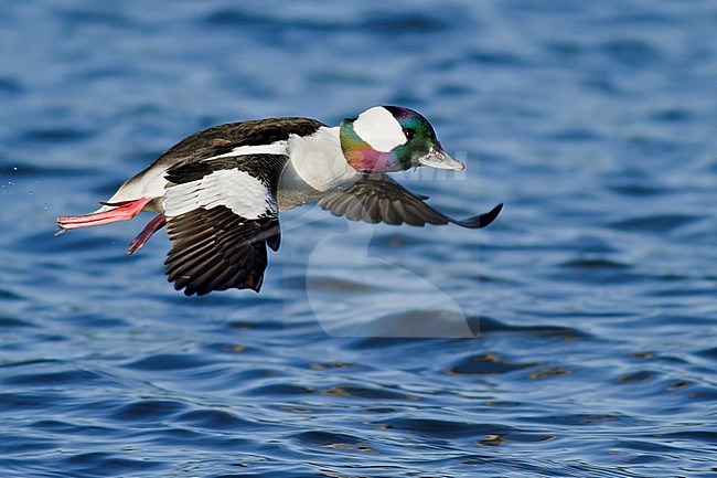 Bufflehead (Bucephala albeola) flying in Victoria, BC, Canada. stock-image by Agami/Glenn Bartley,