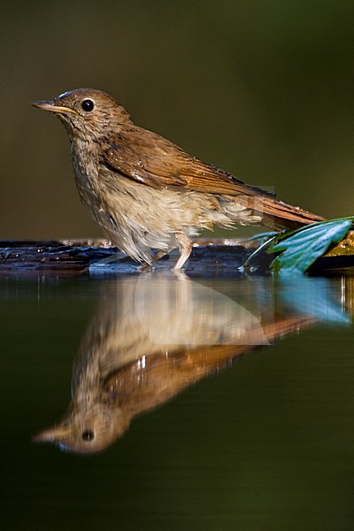 Nachtegaal staand bij de waterkant; Common Nightingale standing at water edge stock-image by Agami/Marc Guyt,