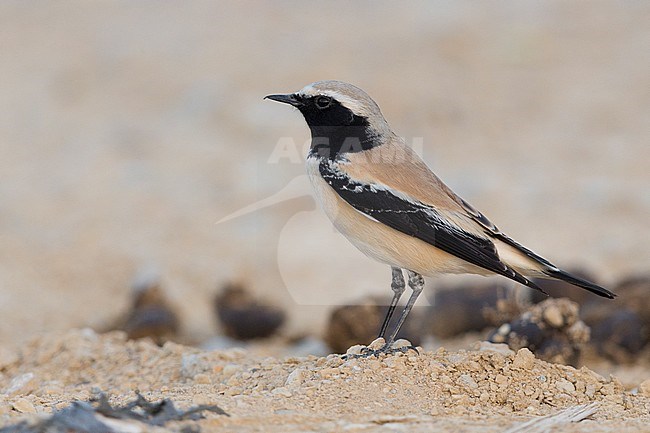 Desert Wheatear (Oenanthe deserti), Standing on the ground, Qurayyat, Muscat Governorate, Oman stock-image by Agami/Saverio Gatto,