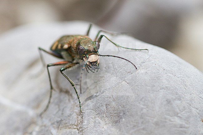 Cicindela sylvicola - Berg-Sandlaufkäfer, Germany (Bayern), imago stock-image by Agami/Ralph Martin,