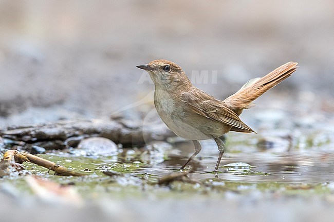 Oosterse Nachtegaal, Eastern nightingale, Luscinia megarhynchos golzii stock-image by Agami/Daniele Occhiato,