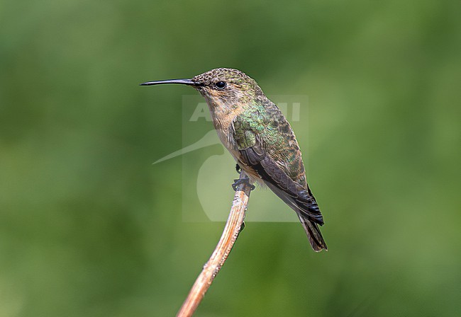 Peruvian Sheartail (Thaumastura cora) female perched on a twig, with plain background stock-image by Agami/Andy & Gill Swash ,