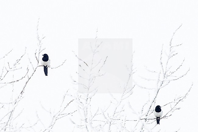 Common Magpie in winter stock-image by Agami/Menno van Duijn,