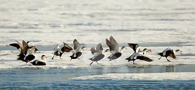 Eiders op ijs, Common Eiders on Ice stock-image by Agami/Danny Green,