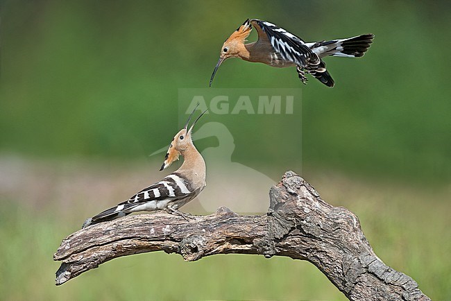 Eurasian Hoopoe (Upupa epops) in Italy stock-image by Agami/Alain Ghignone,