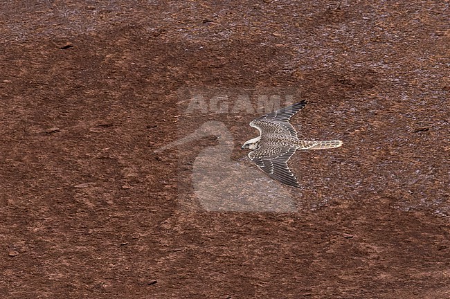 Lanner Falcon (Falco biarmicus erlangeri) in flight. stock-image by Agami/David Monticelli,
