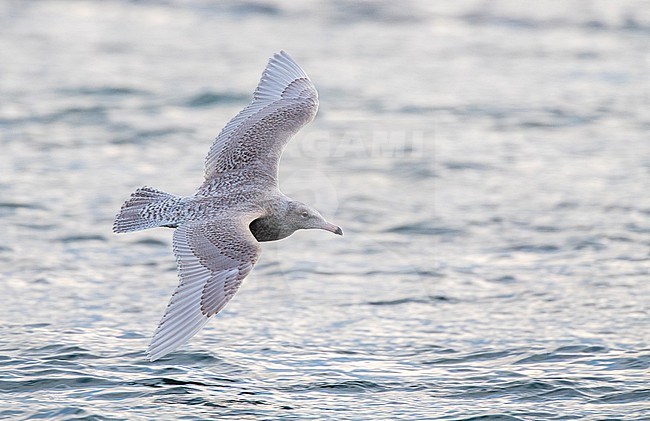 Wintering second calendar year Glaucous Gull (Larus hyperboreus) in arctic harbour in Varangerfjord, north Norway. Flying low over the water surface. stock-image by Agami/Marc Guyt,