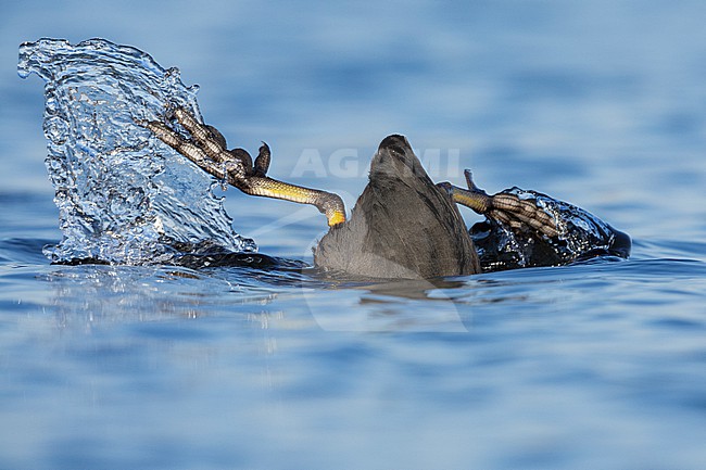 Eurasian Coot (Fulica atra), adult diving in the water, Lazio, Italy stock-image by Agami/Saverio Gatto,