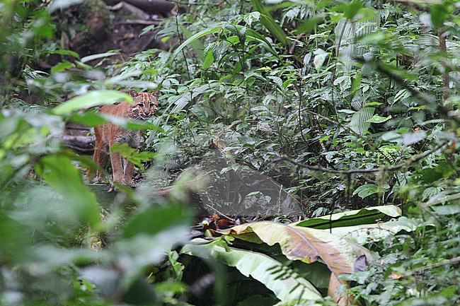 Asian golden cat (Catopuma temminckii temminckii) on Sumatra in Indonesia. stock-image by Agami/James Eaton,