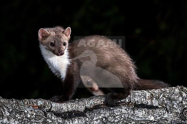 Beech Marten (Martes foina) during the night in Extremadura, Spain. stock-image by Agami/Oscar Díez,