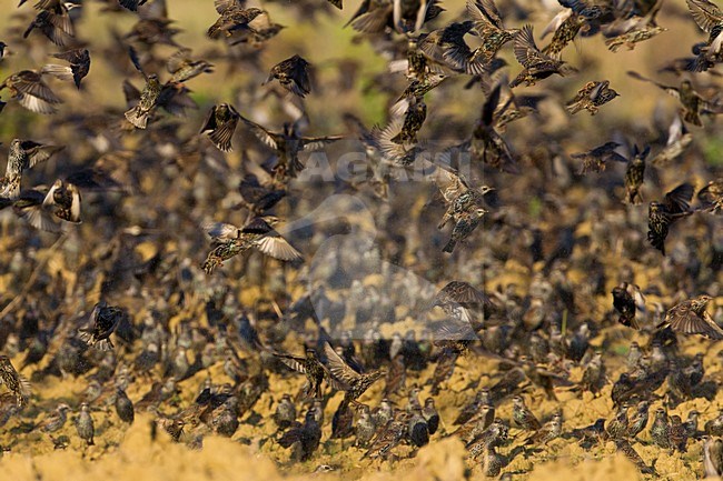 Spreeuw; Common Starling stock-image by Agami/Daniele Occhiato,