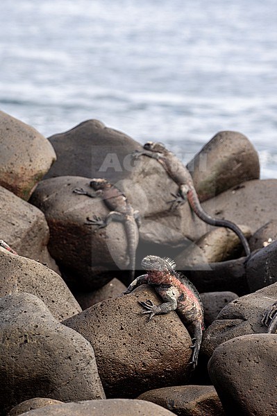 Marine iguanas, Amblyrhynchus cristatus, resting on rocks. Espanola Island, Galapagos, Ecuador stock-image by Agami/Sergio Pitamitz,