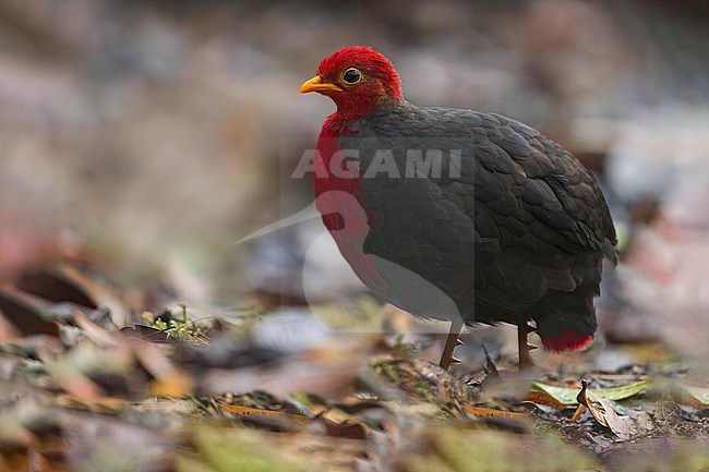 Crimson-headed Partridge (Haematortyx sanguiniceps) walking the forest floor in Borneo stock-image by Agami/Dubi Shapiro,