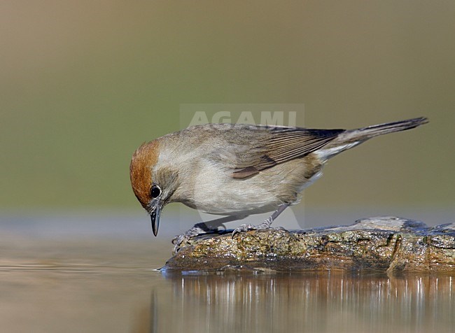 Drinkend Vrouwtje Zwartkop; Female Eurasian Blackcap drinking stock-image by Agami/Markus Varesvuo,