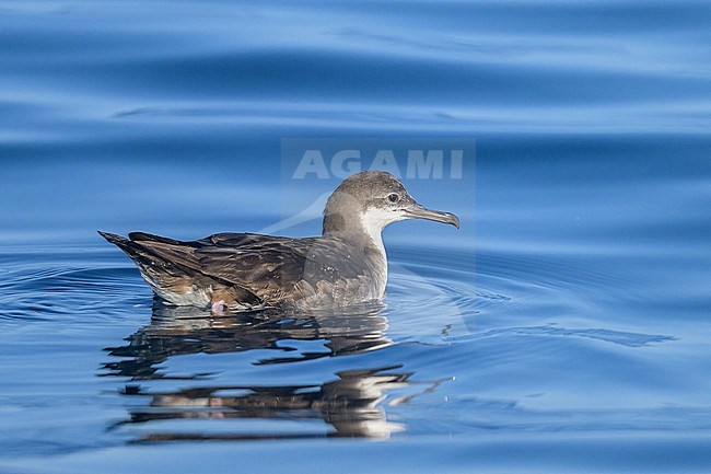 Persian shearwater, Puffinus persicus, in flight. stock-image by Agami/Sylvain Reyt,