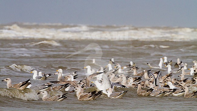 Herring Gull, Larus argentatus argentatus birds foraging on shellfish washed ashore after storm stock-image by Agami/Menno van Duijn,