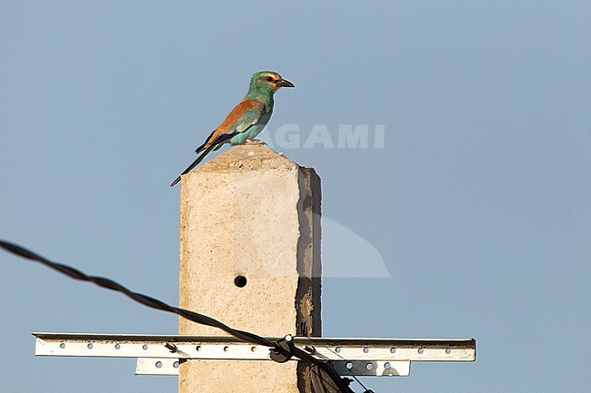 Juvenile Abyssinian Roller (Coracias abyssinicus) in the Gambia. Perched on an roadside electricity pole. stock-image by Agami/Harvey van Diek,