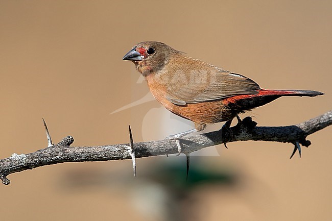 Female Jameson's Firefinch (Lagonosticta rhodopareia) perched on a branch in Angola. stock-image by Agami/Dubi Shapiro,