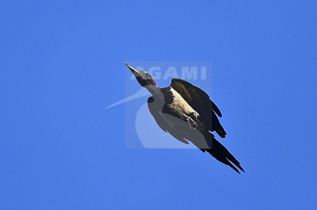 White-bellied Woodpecker (Dryocopus javensis multilunatus) at PICOP, Mindanao, in the Philippines. Flying overhead. stock-image by Agami/Laurens Steijn,