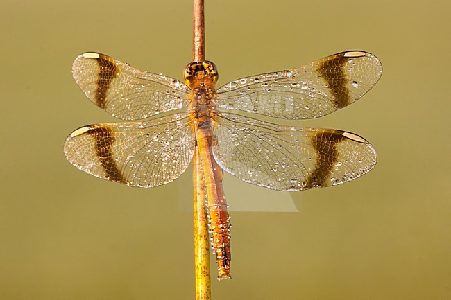 Bandheidelibel nat van de dauw; Banded darter wet from the dew stock-image by Agami/Theo Douma,