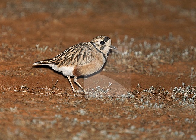 Inland Dotterel (Charadrius australis) endemic shorebird perched at night stock-image by Agami/Andy & Gill Swash ,