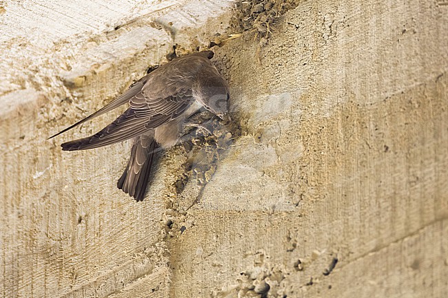 Crag Martin, Ptyonoprogne rupestris, in Italy. Bulding a nest. stock-image by Agami/Daniele Occhiato,