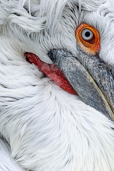 Close up of Dalmatian Pelican (Pelecanus crispus) in breeding plumage on lake Kerkini in Greece. stock-image by Agami/Marcel Burkhardt,