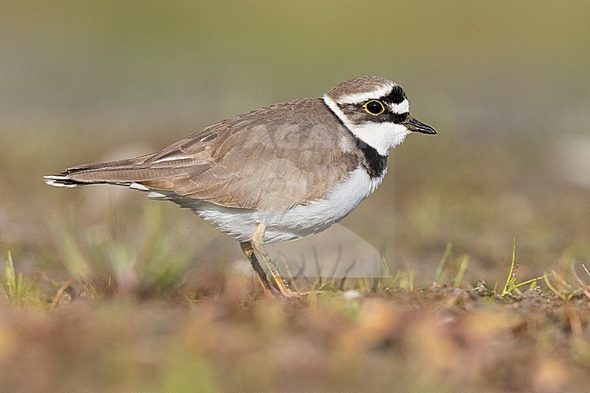 Little Ringed Plover (Charadrius dubius), side view of an adult female standing on the ground, Campania, Italy stock-image by Agami/Saverio Gatto,