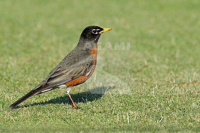 Adult male
Los Angeles Co., CA
March 2015 stock-image by Agami/Brian E Small,