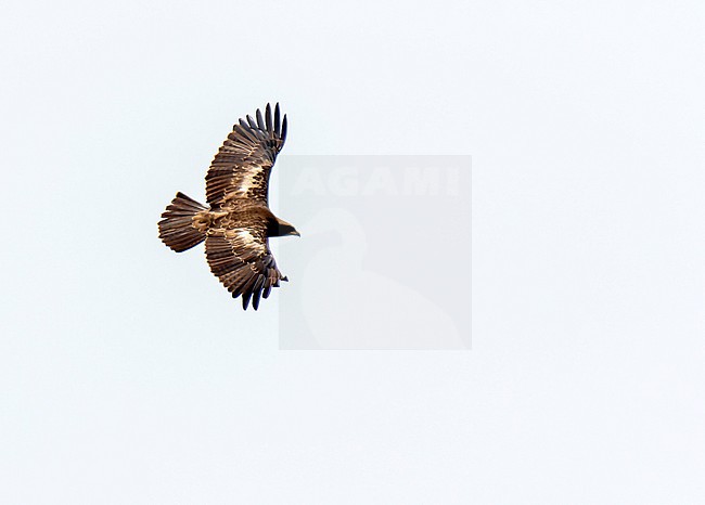 Wahlberg's eagle (Hieraaetus wahlbergi) in flight in Uganda. stock-image by Agami/Dani Lopez-Velasco,