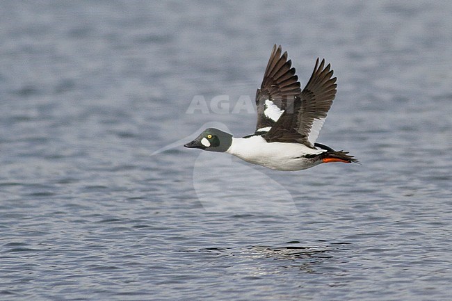 Common Goldeneye (Bucephala clangula) flying in Victoria, BC, Canada. stock-image by Agami/Glenn Bartley,