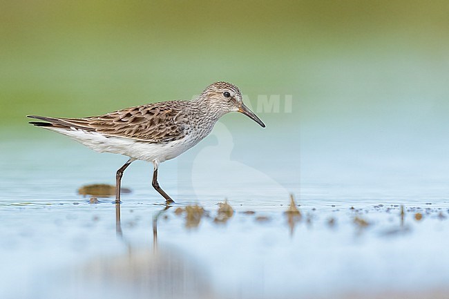 Adult breeding
Galveston Co., TX
May 2023 stock-image by Agami/Brian E Small,
