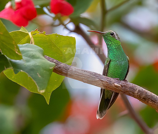 Female White-tailed Goldenthroat (Polytmus guainumbi) in Brazil. stock-image by Agami/David Monticelli,