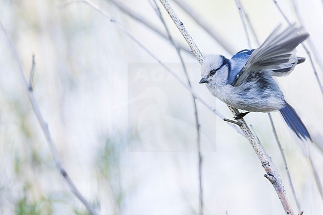 Azure Tit (Cyanistes cyanus ssp. tianschanicus), Russia (Baikal), adult perched in a tree stock-image by Agami/Ralph Martin,