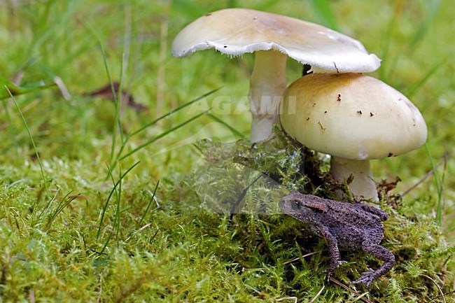 Onvolwassen Gewone pad bij paddestoelen; immature Common Toad near mushrooms stock-image by Agami/Rob Olivier,