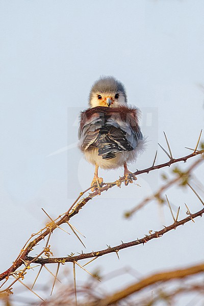 Pygmy Falcon, Polihierax semitorquatus. Sitting in a branch, turning his head 180 degrees to look at the camera. stock-image by Agami/Hans Germeraad,