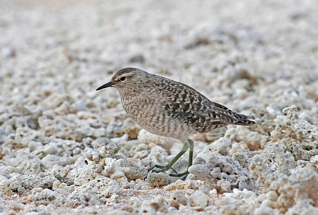 Kiritimatistrandloper foeragerend op het strand; Tuamotu Sandpiper foraging on the beach stock-image by Agami/Pete Morris,
