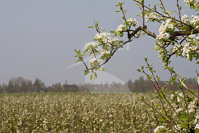Fruitbomen in de Betuwe; Orchards in the Betuwe stock-image by Agami/Marc Guyt,