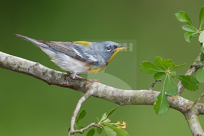 Mannetje Brilparulazanger, Male Northern Parula stock-image by Agami/Brian E Small,