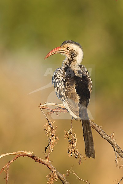 Roodsnaveltok zittend in struik; Red-billed Hornbill sitting on branch; stock-image by Agami/Walter Soestbergen,