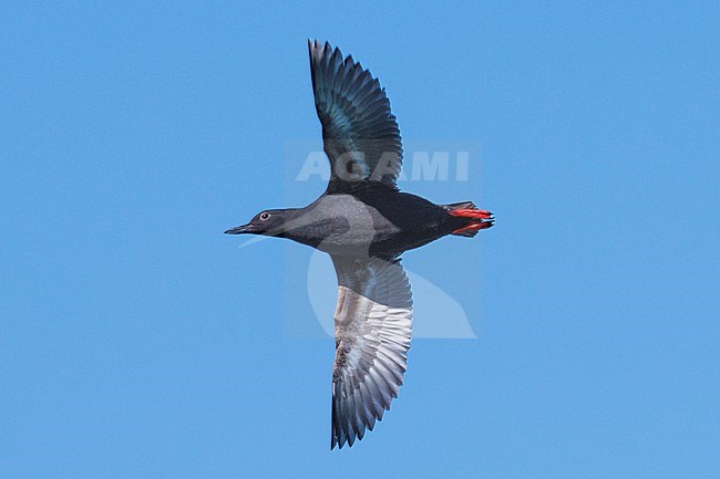 Pigeon Guillemot (Cepphus columba) taken the 24/06/2022 at Seward - Alaska - USA stock-image by Agami/Nicolas Bastide,