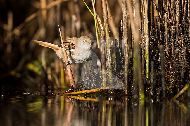 Bearded Reedling (Panurus biarmicus ssp. biarmicus), Germany, 1st cy male, moulting and perched in reed stock-image by Agami/Ralph Martin,