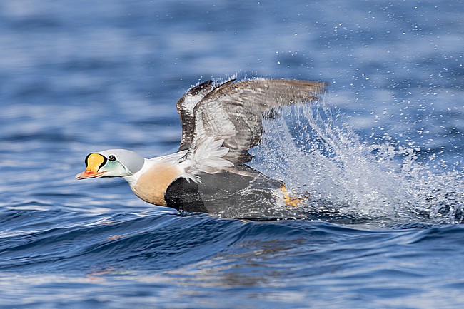  stock-image by Agami/Menno van Duijn,