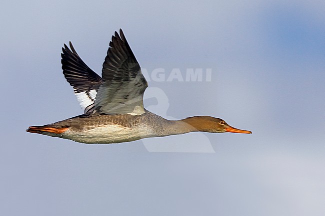 Middelste Zaagbek vrouwtje vliegend; Red-breasted Merganser female flying stock-image by Agami/Daniele Occhiato,