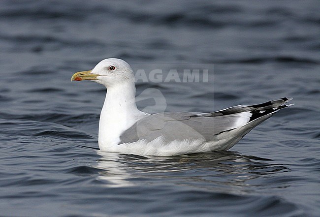 Adult winter Pontische Meeuw, Adult winter Caspian Gull stock-image by Agami/Karel Mauer,