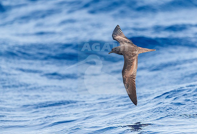 Bulwer's Petrel (Bulweria bulwerii) in flight over the Atlantic Ocean off Madeira island, Portugal. stock-image by Agami/Marc Guyt,