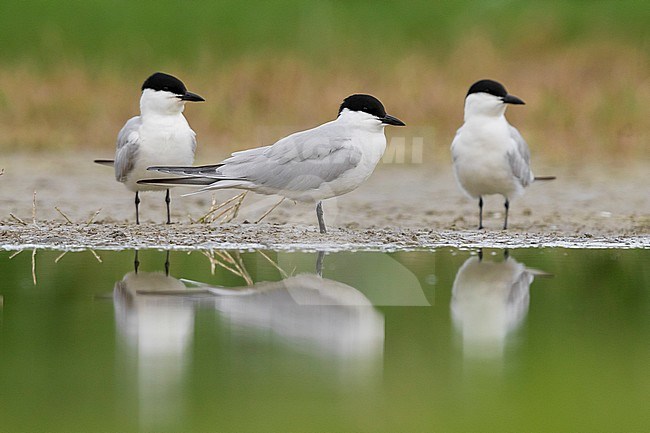 Gull-billed Tern (Gelochelidon nilotica), three adults at the edge of a pond, Campania, Italy stock-image by Agami/Saverio Gatto,