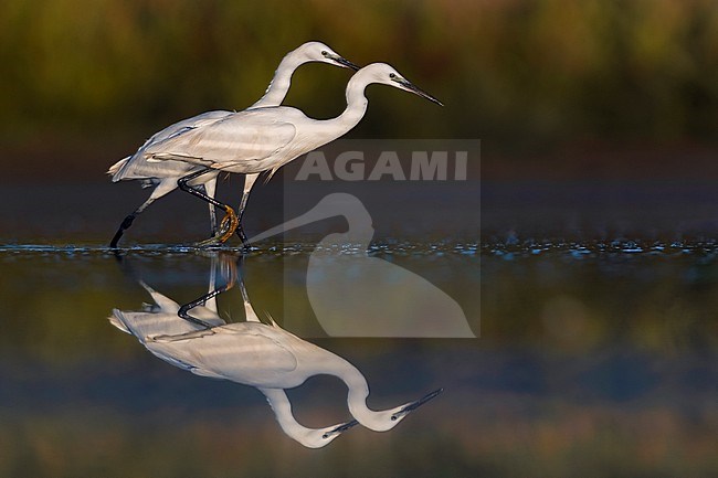 Little Egret (Egretta garzetta) in Italy stock-image by Agami/Daniele Occhiato,